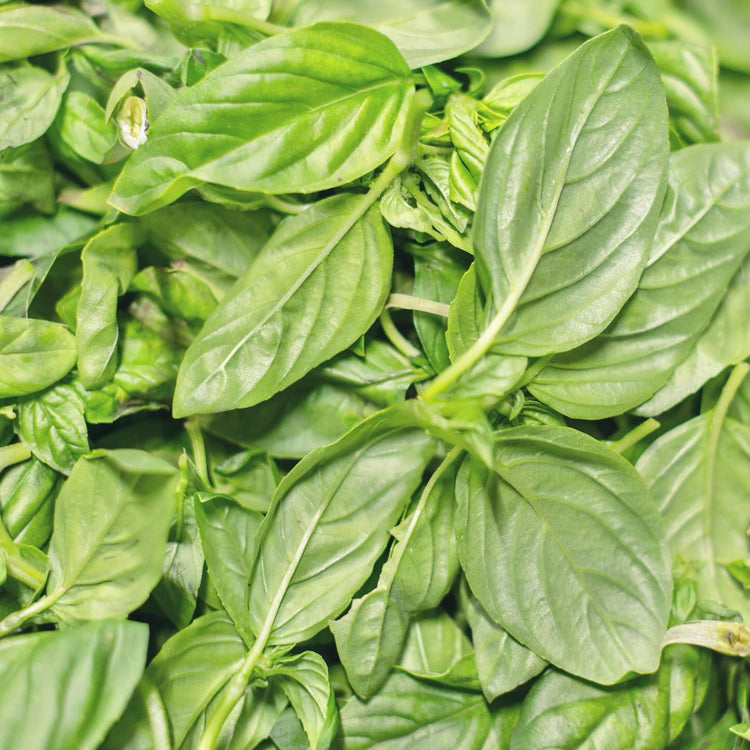 Frischer, grüner Basilikum, eine Schlüsselzutat für unsere MangiaMarc Tomatensoße mit Basilikum, auf einem rustikalen Holztisch.