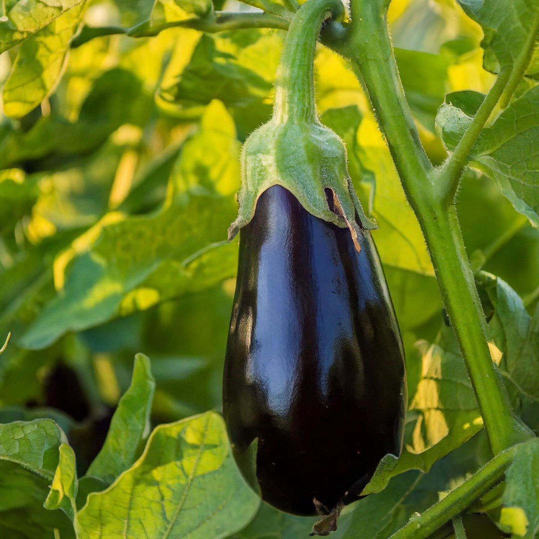 Sugo alla Caponata I Delikatess Gemüse-Soße I 180g