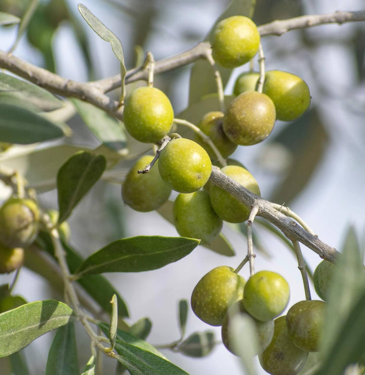 Saftige Oliven, reif für die Ernte in den Hainen der Toskana, die Grundlage für unser hochwertiges Olivenöl, das unserem MangiaMarc Pesto seinen unvergleichlichen Geschmack verleiht.