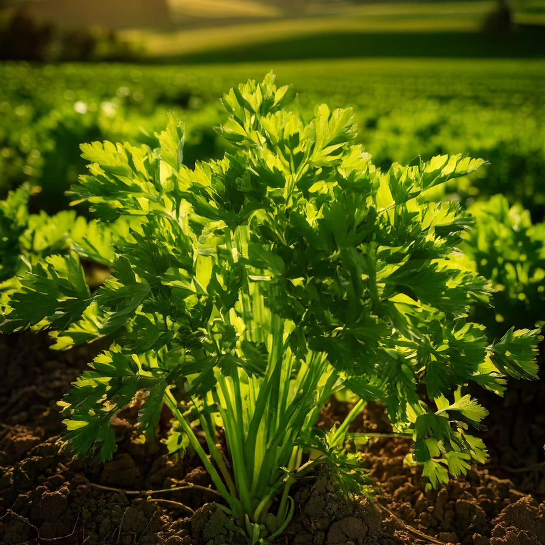 Sugo del Pescatore I Hochwertige Fisch-Soße I 180g