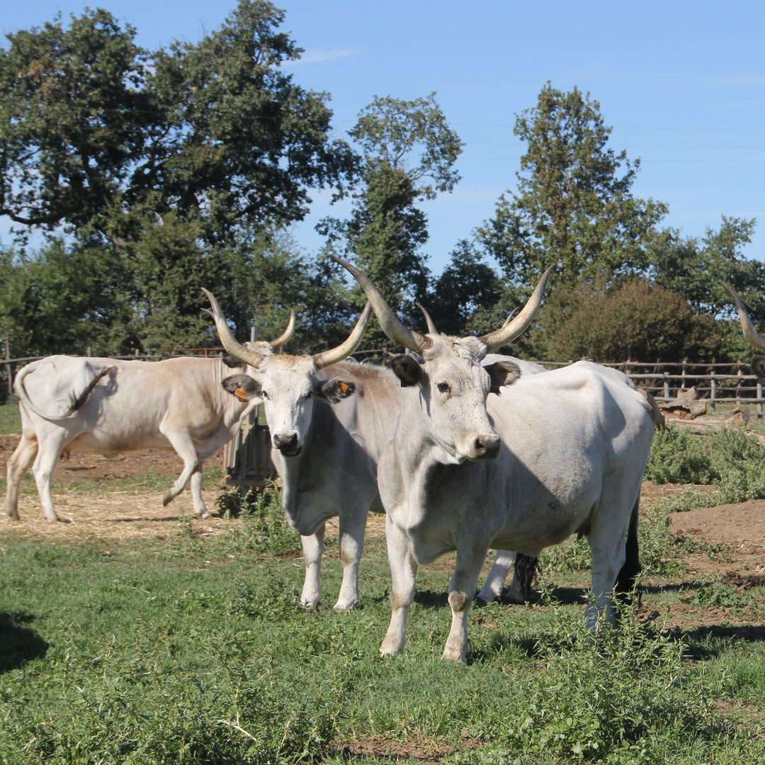 Maremmana-Rinder auf der Weide in der Toskana, freilaufend und natürlich grasend, die Grundlage für unser Premium Ragù Bolognese.