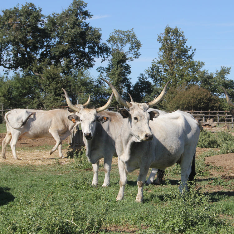 Maremmana-Rinder auf der Weide in der Toskana, freilaufend und natürlich grasend, die Grundlage für unser Premium Ragù Bolognese.