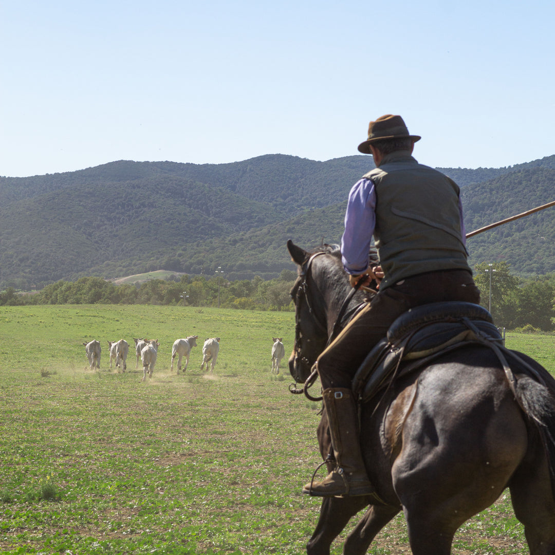 Maremmana-Rinder werden von der Marco Mariotti auf ihre weiten Weiden in der Toskana getrieben, symbolisch für freilaufende Haltung und die Grundlage unseres Premium Ragù Bolognese.