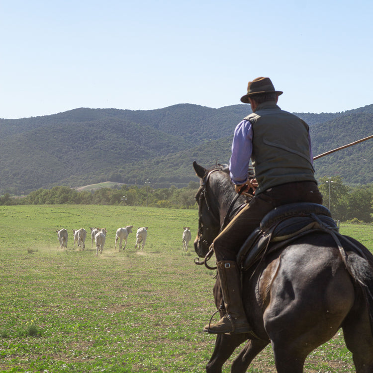 Maremmana-Rinder werden von der Marco Mariotti auf ihre weiten Weiden in der Toskana getrieben, symbolisch für freilaufende Haltung und die Grundlage unseres Premium Ragù Bolognese.