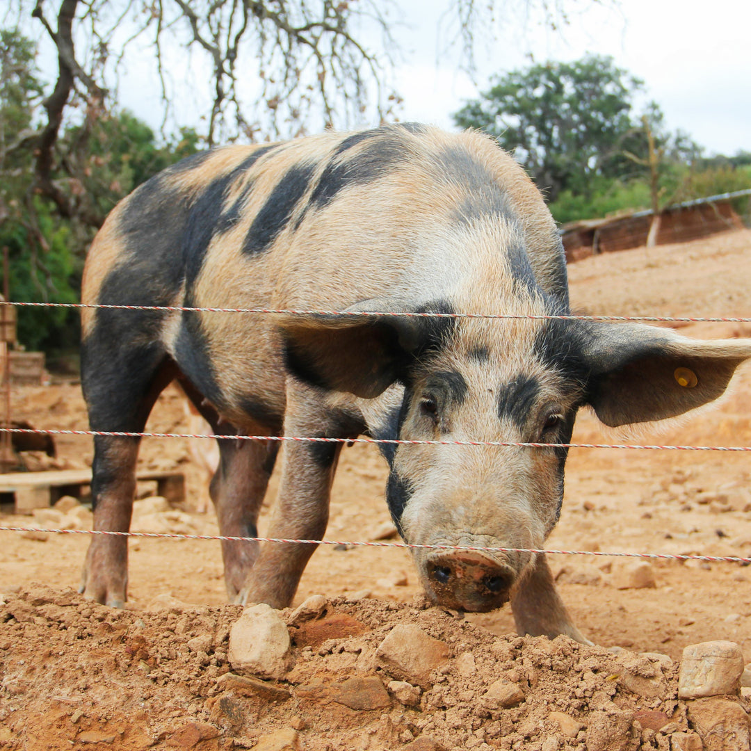 Freilaufende Cinta Senese Schweine in der Toskana, die Grundlage für unsere Premium Salsiccia-Soße von MangiaMarc. Ihr Fleisch verleiht der Soße ihren einzigartigen, intensiven Geschmack.