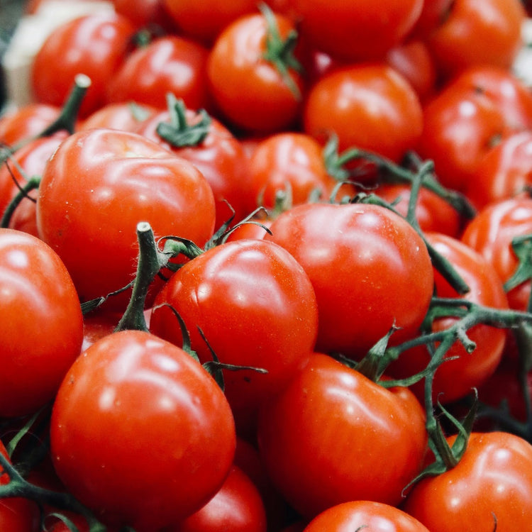 Sonnengereifte Tomaten vom Bauernhof in der Toskana, frisch geerntet und natürlich leuchtend.