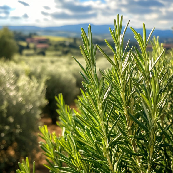 Frischer, aromatischer Rosmarin, eine Schlüsselzutat in unserer würzigen MangiaMarc Salsiccia-Soße mit Rosmarin, die den authentischen Geschmack der Toskana verleiht.