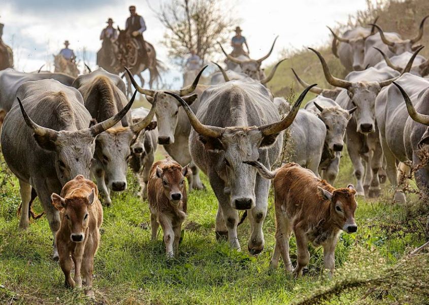 Ein kulinarisches Abenteuer: Ragù di Maremmana