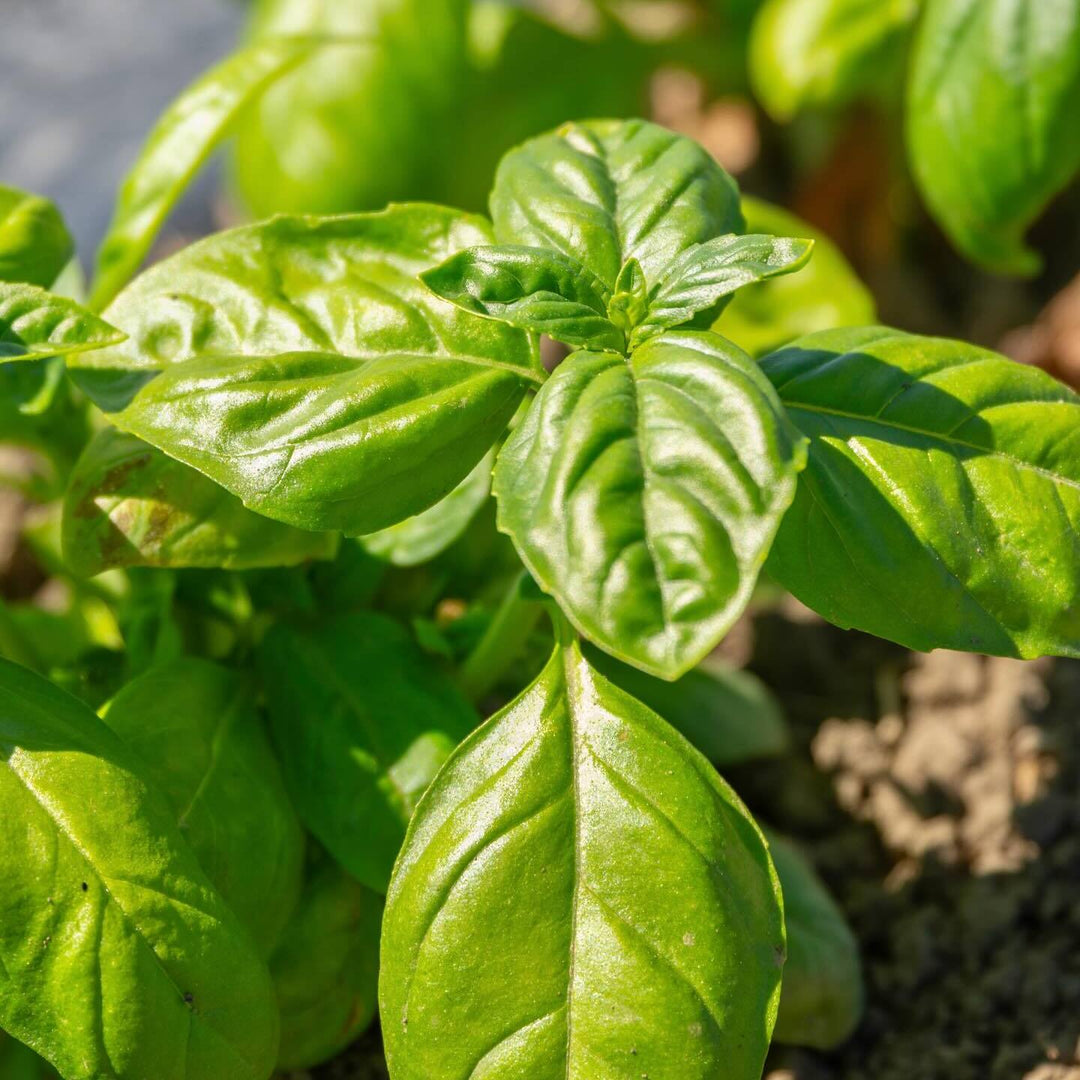 Pesto di Basilico - Original Basilikum-Pesto