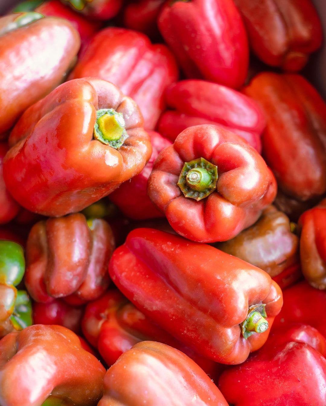 ☀️ Pastabox Vegetariano - Sommerlicher Gemüsetraum ☀️